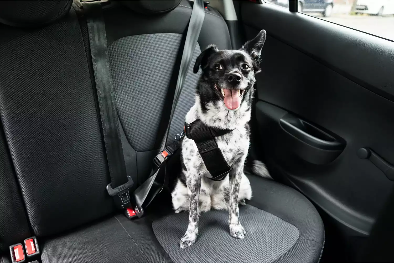 Australian Shepherds  Dog Safety Belt for Mazda CX-5