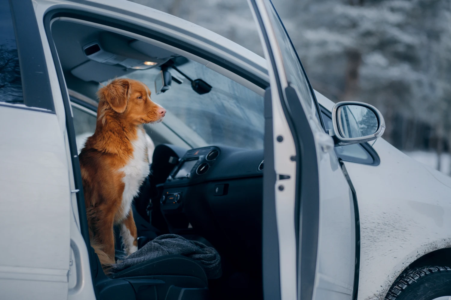 Nissan Frontier Dog Car Seat Belt for Duck Tolling Retrievers